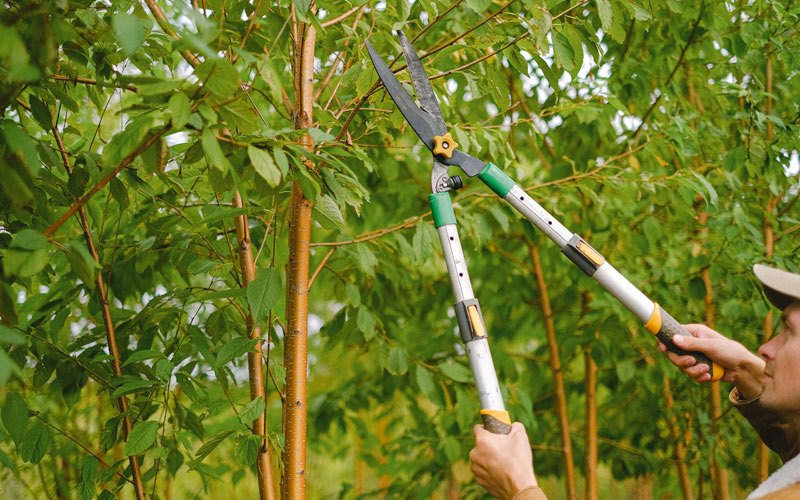 Tree trimming in Sheboygan Falls, WI